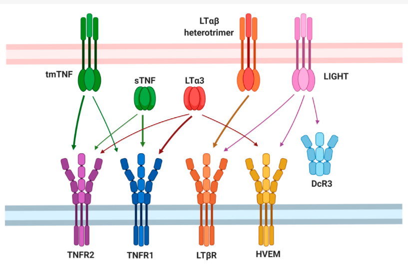 LTβR信號(hào)通路