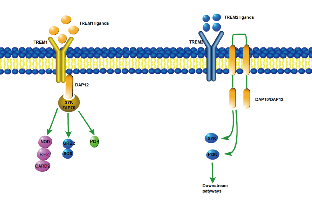 阿爾茨海默癥？癌癥？-靶點(diǎn)TREM