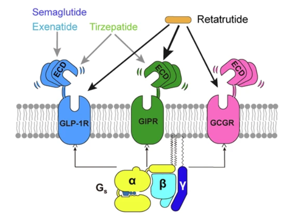 GLP-1R、GCGR、GIPR多靶點(diǎn)激動(dòng)劑與代謝疾病